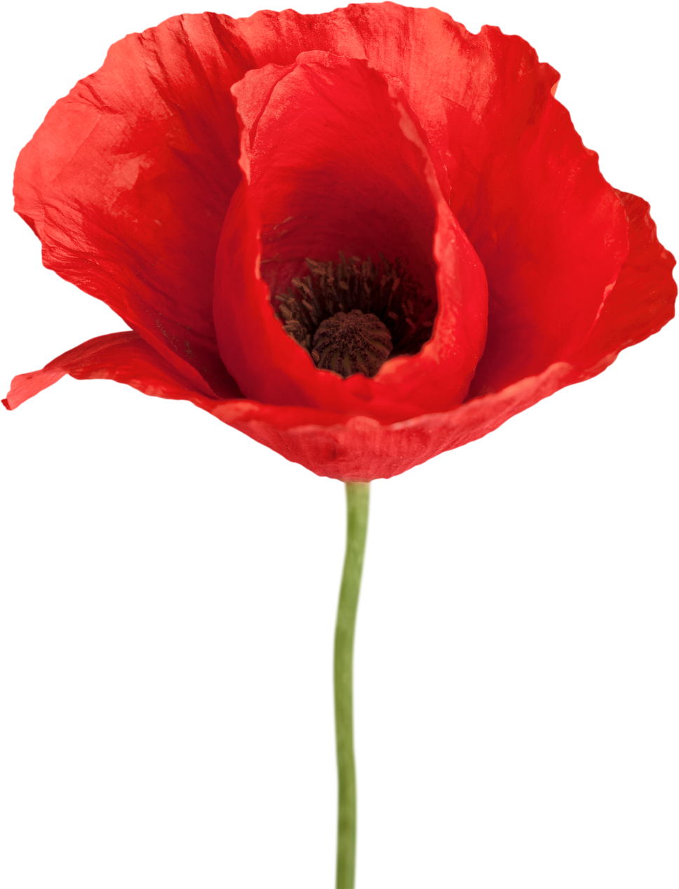 Red Poppy Flower - Isolated